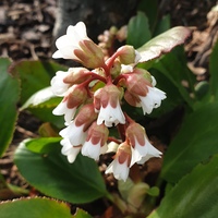 Bergenia 'Bressingham White'